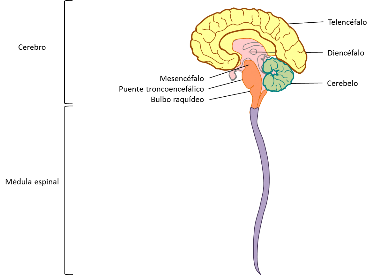 Resultado de imagen de sistema nervioso central