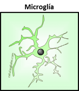 microglia definicion microscopio imagen