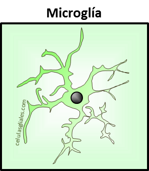 microglia definicion microscopio imagen