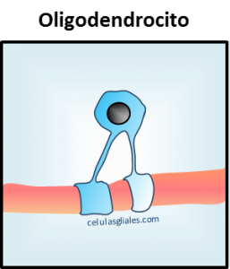 Oligodendrocitos histologia funciones y definicion