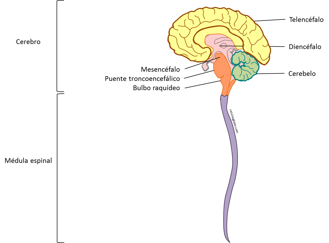 Sistema Nervioso Central SNC CelulasGliales Com